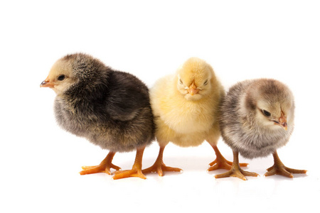 三只白鸡池塘里的三只野鸭三只鸡三只鸡群三只雏鸟公鸡和母鸡三只羊