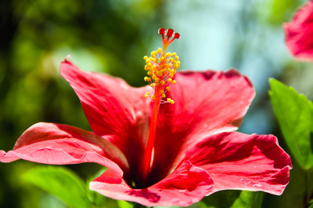 特写镜头红芙蓉花