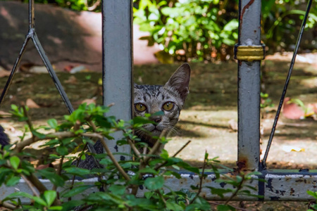 一只眼睛看着我的猫