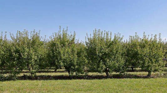 矮苹果树边上的果园