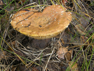 森林蘑菇相片