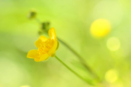 在草地上的小模糊黄色花朵