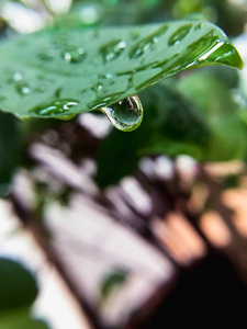 特写镜头水滴在绿色事假