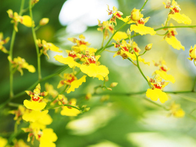 花园中的黄色兰花分枝进行装饰