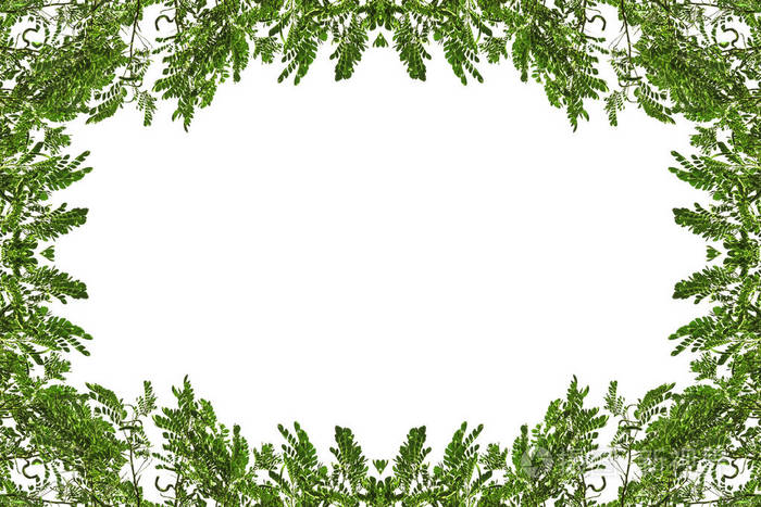 树分支边框框架为背景的,您的设计图像或文本的空间