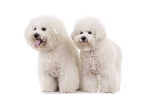 从侧面看两个喘着粗气站的比熊犬小狗照片