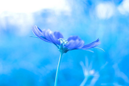 蓝色的花在蓝色的背景, 美丽的花