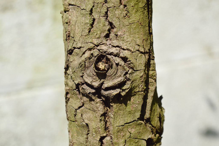 树 gnarl 看起来像在花园里的眼球