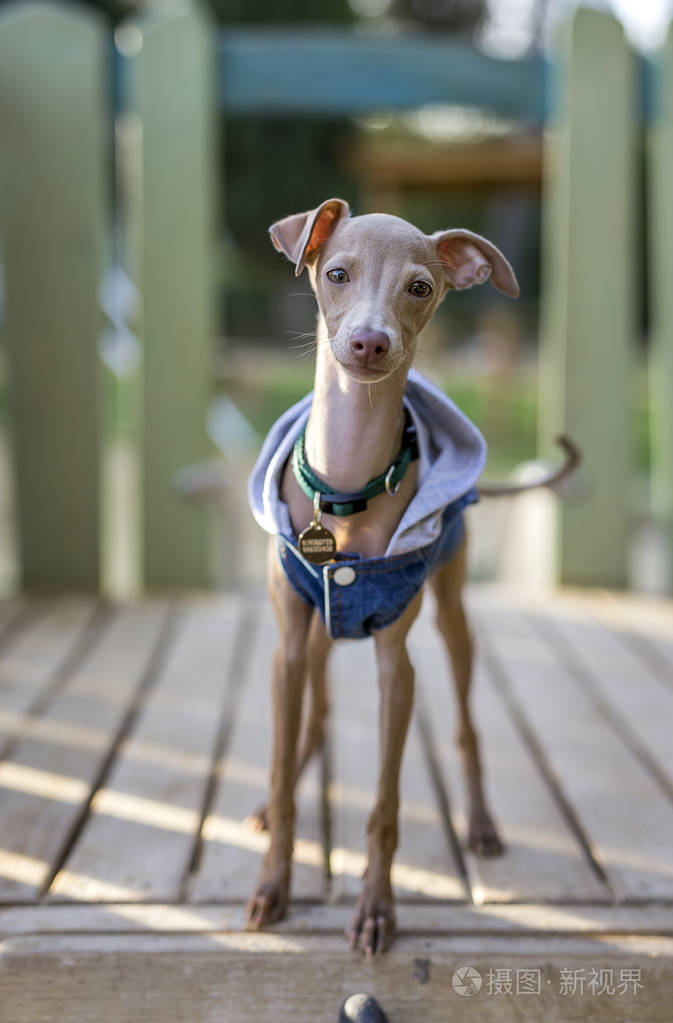 在该字段中的小意大利灵缇