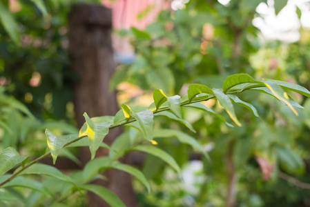 绿色植物梅利恩塔苏维斯图片