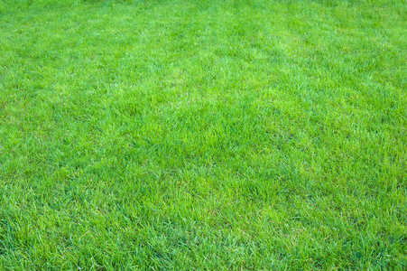 整齐的草新鲜的绿色修剪整齐的草坪关闭.剪裁的绿草背景照片