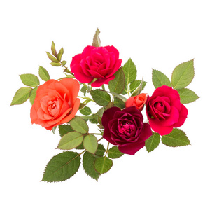 干月季图片-干月季素材-干月季插画-摄图新视界