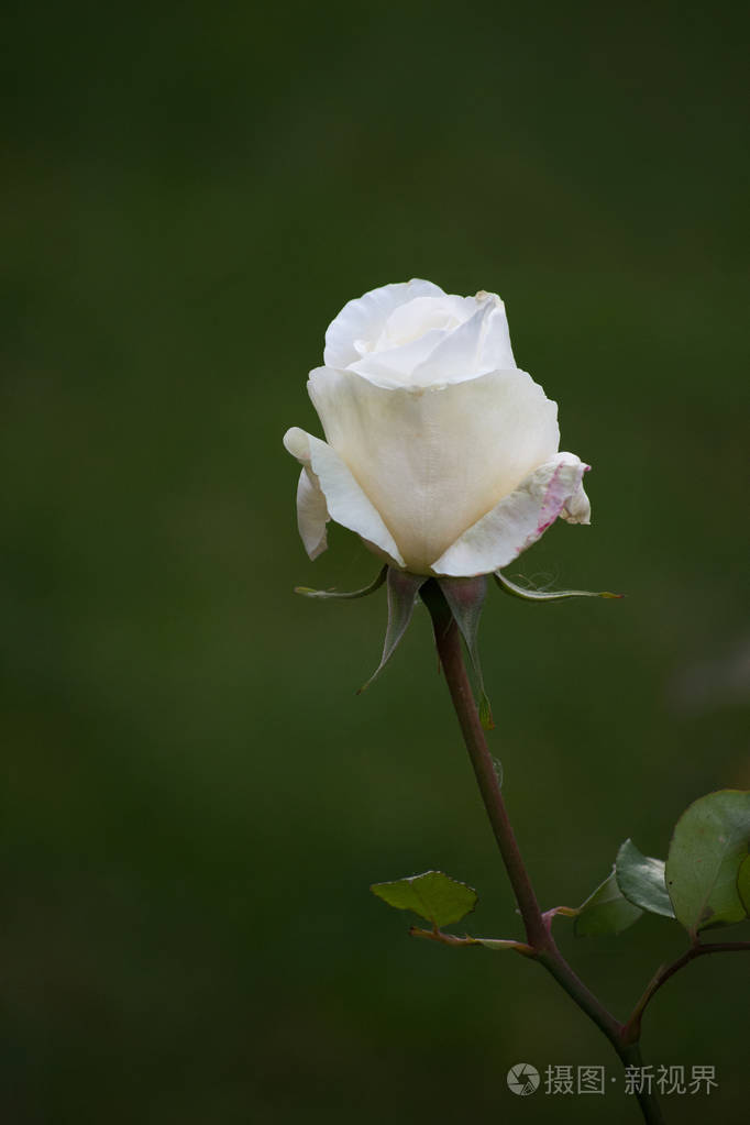 一枝白玫瑰图片伤感图片