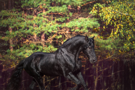 秋天的自然背景上的黑色花马的画像