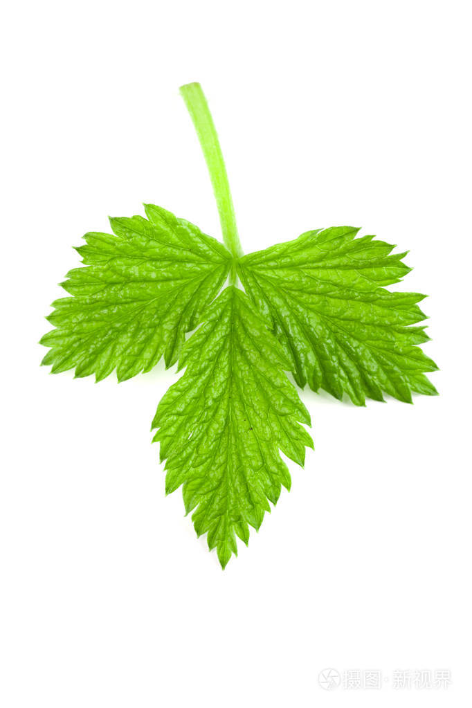 孤立在白色背景上的新鲜覆盆子叶