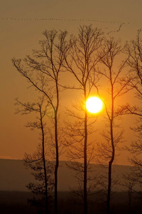 美丽的夕阳在树丛后面图片