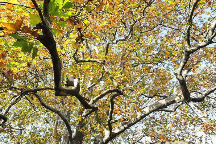 sycamore树老树干