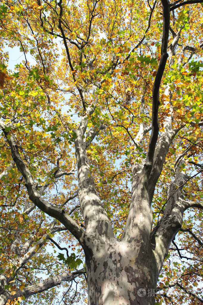 sycamore树老树干