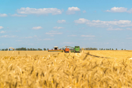 农业机械消除了田间粮食收成。俄罗斯