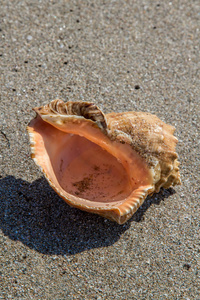 在阳光明媚的日子里的沙子海滩上的贝壳