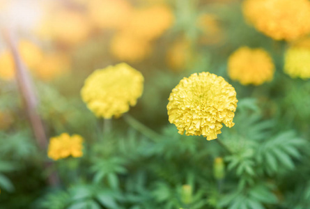 美丽的万寿菊鲜花的特写