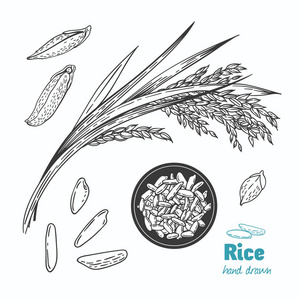 籼型米饭矢量手绘插图照片