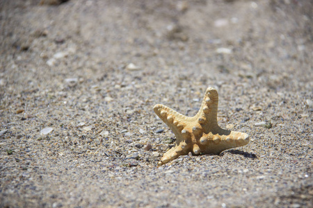 海星或海海星站在沙滩。与复制空间背景星鱼