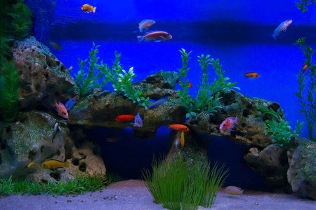多彩的水族馆，展示不同的七彩鱼游泳