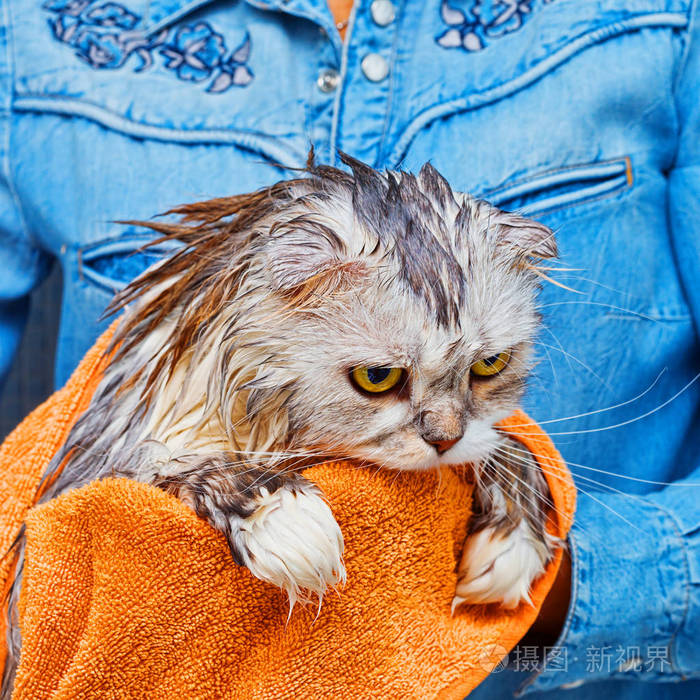 浴室洗后不满意的湿猫照片-正版商用图片0zl48o-摄图新视界