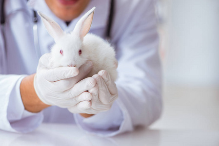 兽医医生检查兔子在宠物医院图片