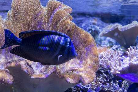 外科医生在水族馆的鱼图片