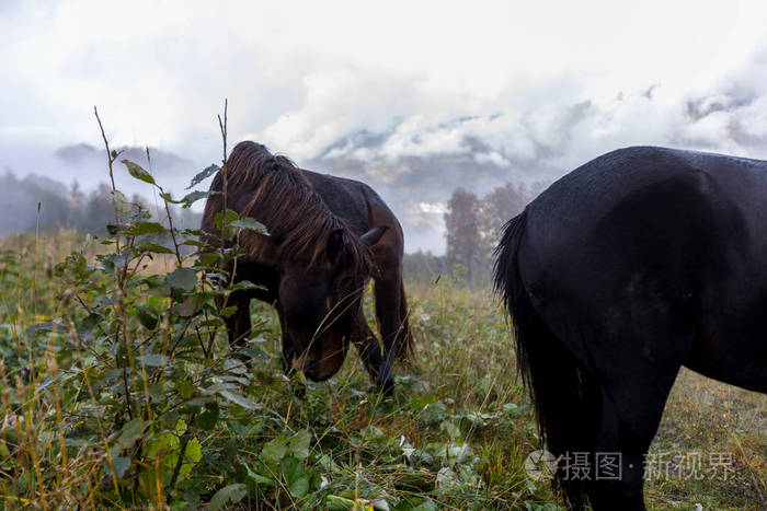 野马在高山草甸上