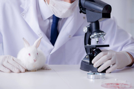 兽医医生检查兔子在宠物医院图片