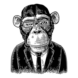 黑领带西装, 领带, 矩形眼镜的猴子商人.老式黑雕刻照片