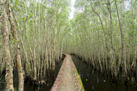 在生态旅游中, 小路在 melaleuca 森林中弯曲