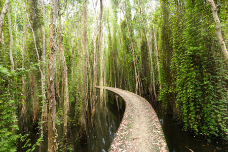 在生态旅游中, 小路在 melaleuca 森林中弯曲