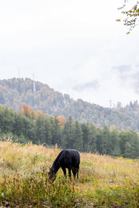 野马在高山草甸上