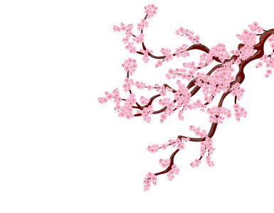 樱花。娇嫩的花朵与樱桃芽的弯曲的树樱桃分公司。分离的无网格和梯度。它制作图案