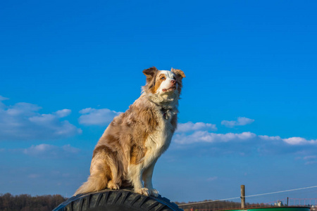 澳大利亚牧羊犬宠物蓝天的衬托