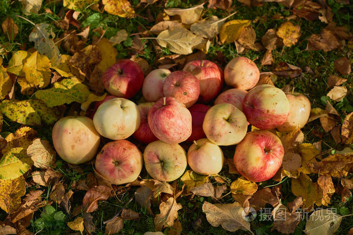 苹果堆在花园里的地上