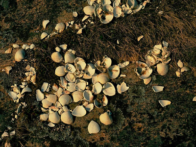 只是一个空壳,休息后海鸟为食照片