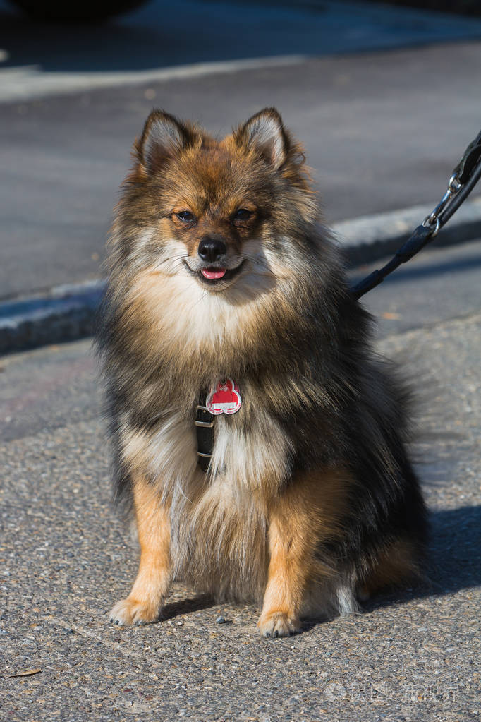 可爱的波美拉尼亚宠物狗