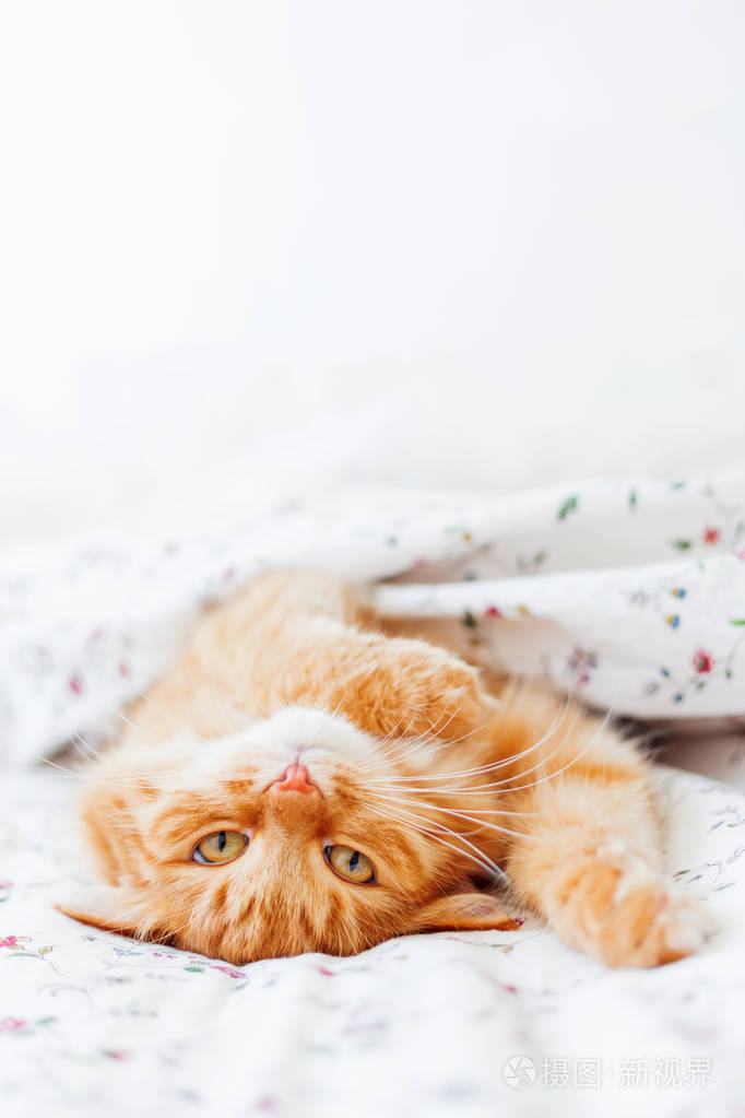 可爱的姜猫躺在床上在毯子下面.蓬松的宠物安顿睡着.