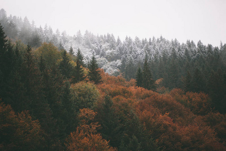 雾和雪高山区森林