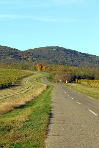 老路穿过葡萄园和丘陵的乡村
