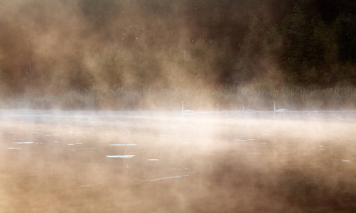 天鹅浮在湖中雾的清晨图片