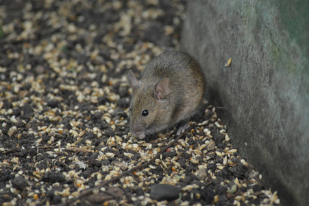 灰色小鼠图片