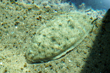 鲽鱼是沙子里暗藏照片