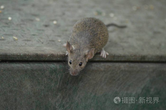 一只灰色的老鼠