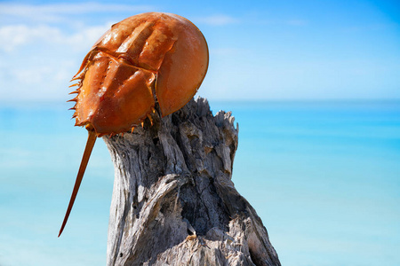 鲎潘海鲎斐墨西哥照片